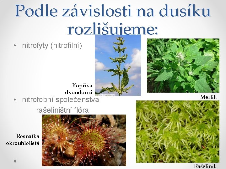 Podle závislosti na dusíku rozlišujeme: • nitrofyty (nitrofilní) Kopřiva dvoudomá • nitrofobní společenstva rašeliništní