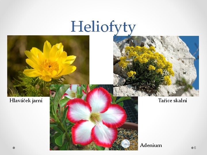Heliofyty Hlaváček jarní Tařice skalní Adenium 6 