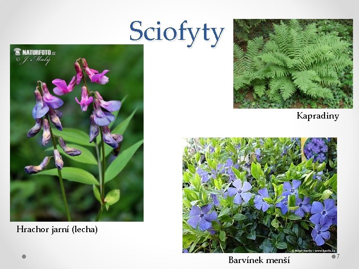 Sciofyty Kapradiny Hrachor jarní (lecha) Barvínek menší 7 