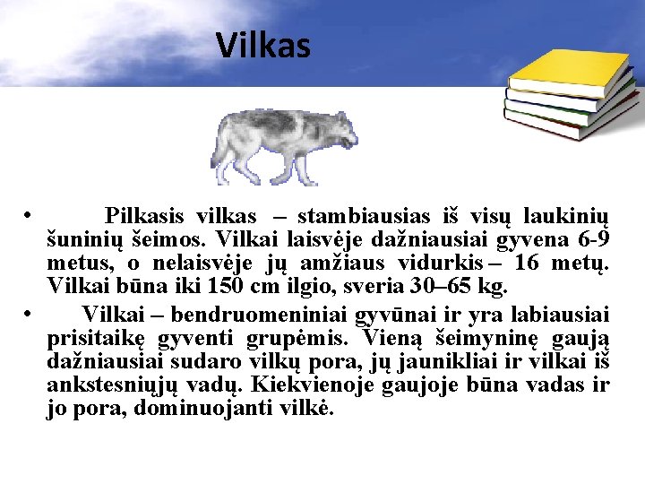 Vilkas • Pilkasis vilkas – stambiausias iš visų laukinių šuninių šeimos. Vilkai laisvėje dažniausiai Vilkas • Pilkasis vilkas – stambiausias iš visų laukinių šuninių šeimos. Vilkai laisvėje dažniausiai