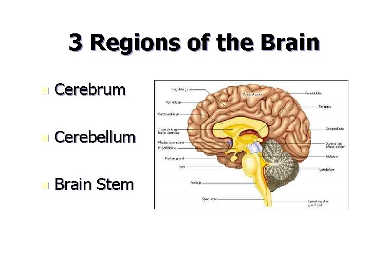 3 Regions of the Brain n Cerebrum n Cerebellum n Brain Stem 