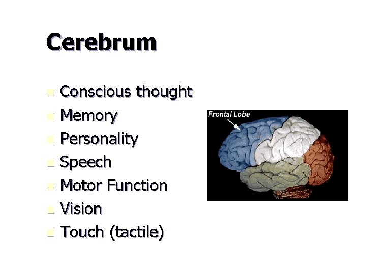 Cerebrum Conscious thought n Memory n Personality n Speech n Motor Function n Vision