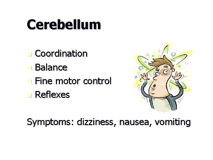 Cerebellum Coordination n Balance n Fine motor control n Reflexes n Symptoms: dizziness, nausea,