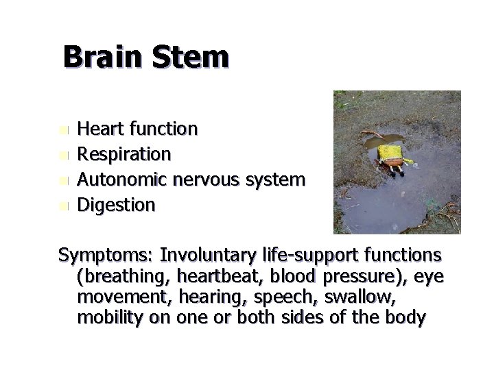 Brain Stem n n Heart function Respiration Autonomic nervous system Digestion Symptoms: Involuntary life-support