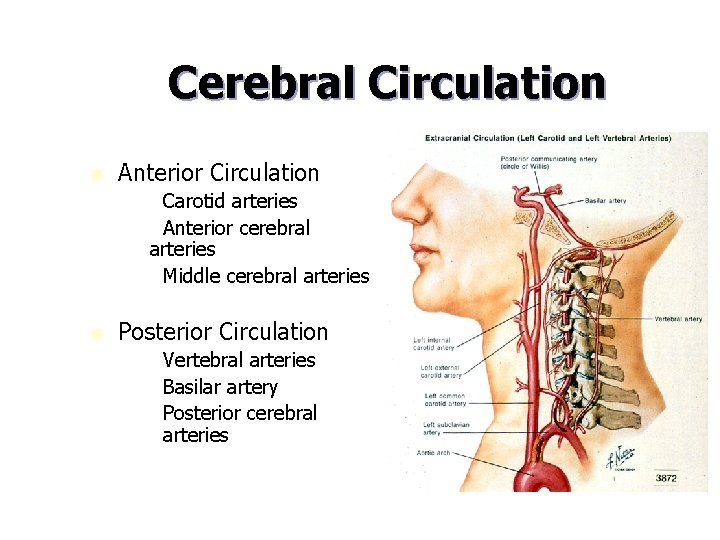 Cerebral Circulation n Anterior Circulation – – Carotid arteries Anterior cerebral arteries – Middle