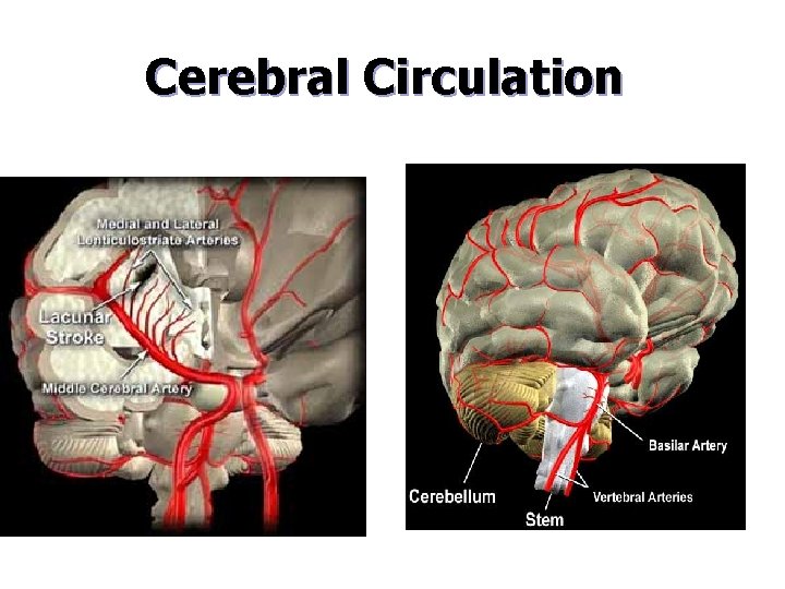 Cerebral Circulation 