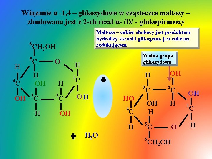 Wiązanie α -1, 4 – glikozydowe w cząsteczce maltozy – zbudowana jest z 2