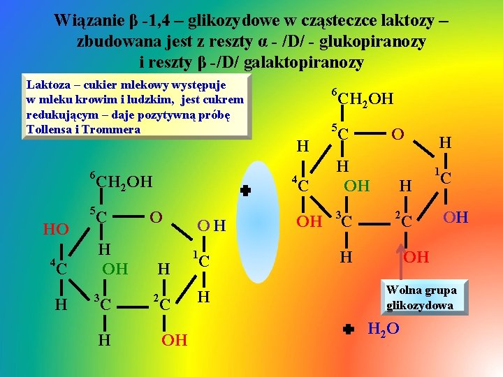 Wiązanie β -1, 4 – glikozydowe w cząsteczce laktozy – zbudowana jest z reszty