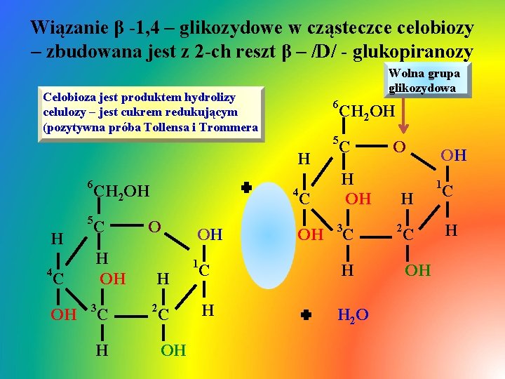 Wiązanie β -1, 4 – glikozydowe w cząsteczce celobiozy – zbudowana jest z 2