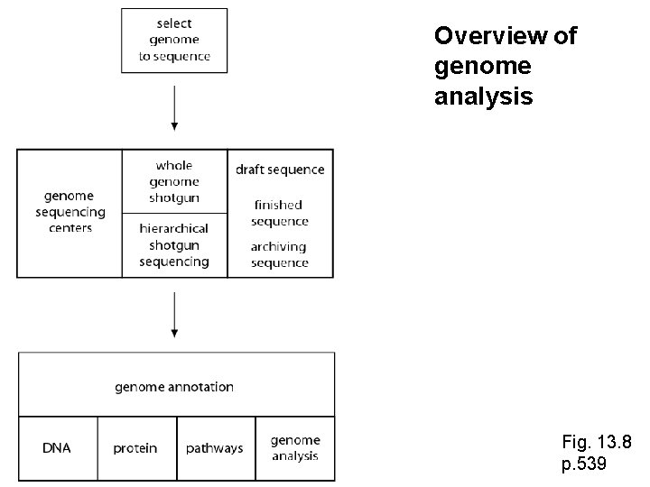 Overview of genome analysis Fig. 13. 8 p. 539 