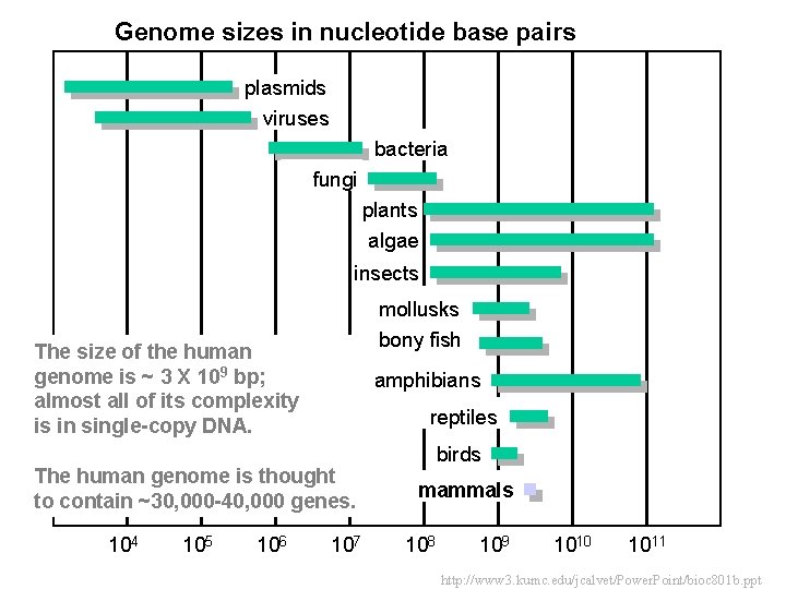 Genome sizes in nucleotide base pairs plasmids viruses bacteria fungi plants algae insects mollusks