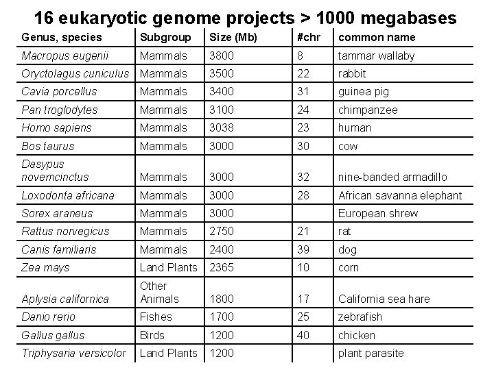 16 eukaryotic genome projects > 1000 megabases Genus, species Subgroup Size (Mb) #chr common