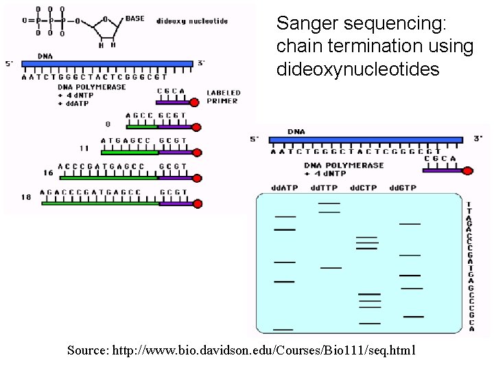 Sanger sequencing: chain termination using dideoxynucleotides Source: http: //www. bio. davidson. edu/Courses/Bio 111/seq. html