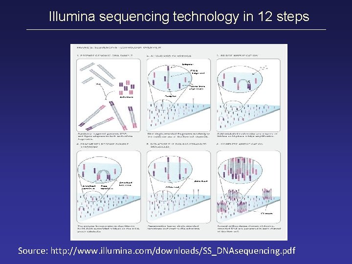 Illumina sequencing technology in 12 steps Source: http: //www. illumina. com/downloads/SS_DNAsequencing. pdf 