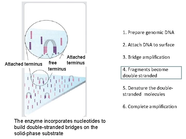 1. Prepare genomic DNA 2. Attach DNA to surface Attached terminus free terminus Attached