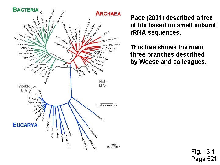 Pace (2001) described a tree of life based on small subunit r. RNA sequences.