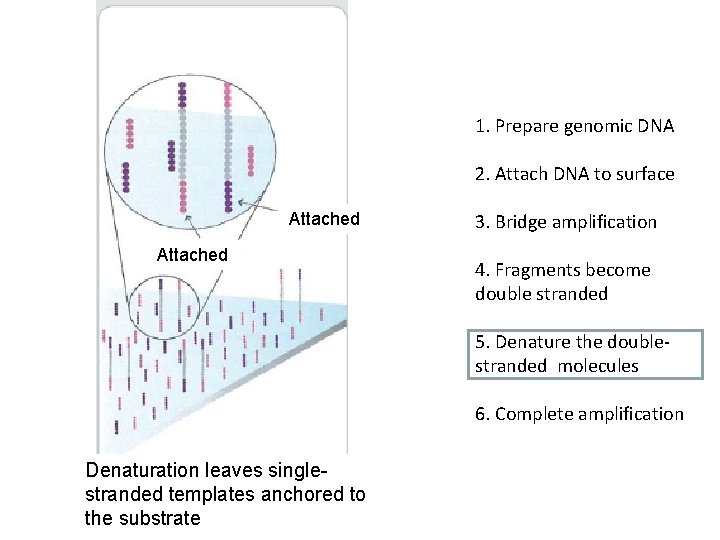 1. Prepare genomic DNA 2. Attach DNA to surface Attached 3. Bridge amplification 4.