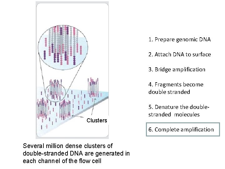1. Prepare genomic DNA 2. Attach DNA to surface 3. Bridge amplification 4. Fragments