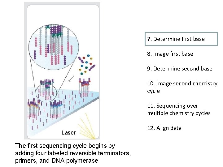 7. Determine first base 8. Image first base 9. Determine second base 10. Image