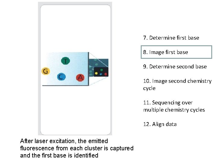 7. Determine first base 8. Image first base 9. Determine second base 10. Image