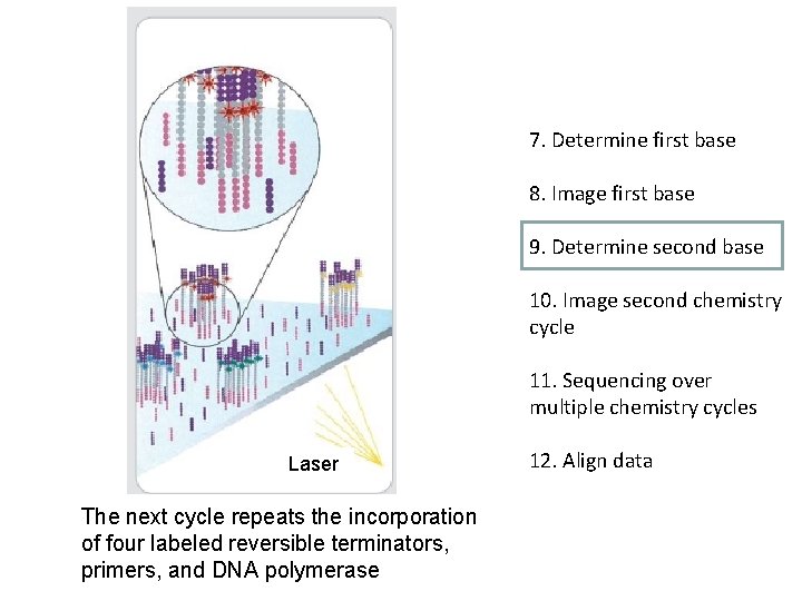 7. Determine first base 8. Image first base 9. Determine second base 10. Image