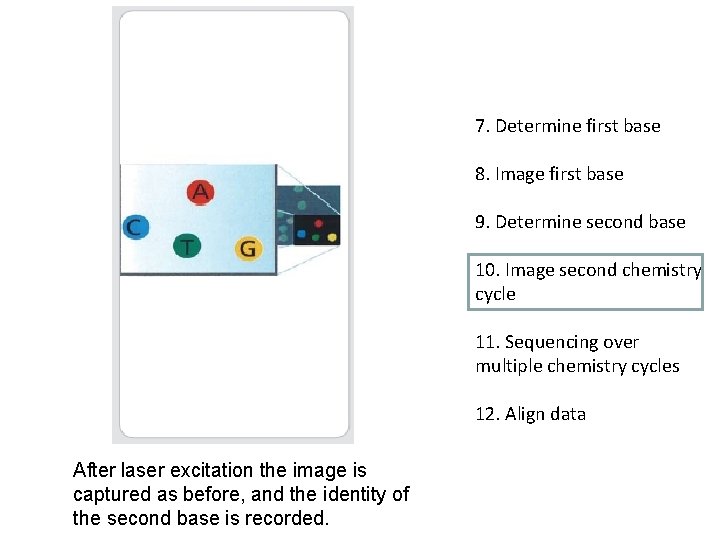 7. Determine first base 8. Image first base 9. Determine second base 10. Image