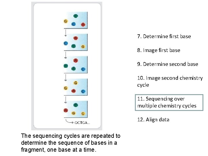 7. Determine first base 8. Image first base 9. Determine second base 10. Image