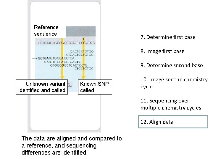 Reference sequence 7. Determine first base 8. Image first base 9. Determine second base