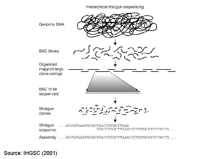 Source: IHGSC (2001) 