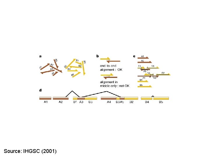 Source: IHGSC (2001) 