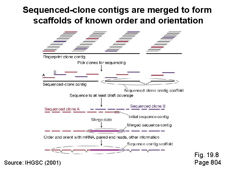 Sequenced-clone contigs are merged to form scaffolds of known order and orientation Source: IHGSC