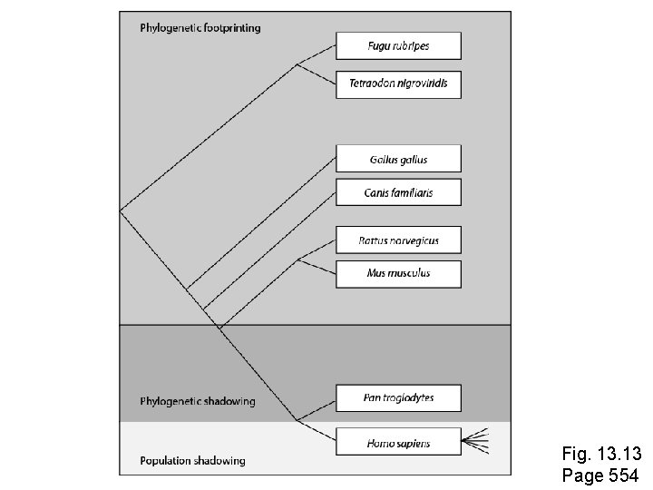 Fig. 13 Page 554 