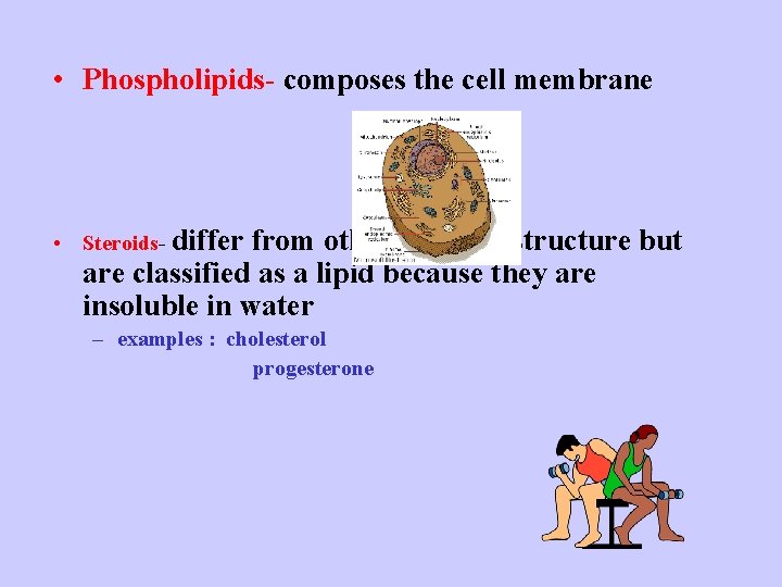  • Phospholipids- composes the cell membrane • Steroids- differ from other lipids in