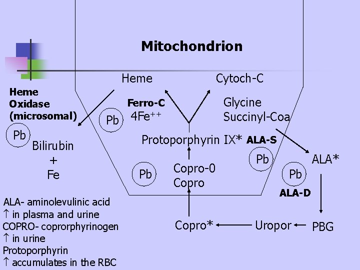 Mitochondrion Heme Oxidase (microsomal) Pb Cytoch-C Glycine Succinyl-Coa Ferro-C ++ 4 Fe Pb Bilirubin Mitochondrion Heme Oxidase (microsomal) Pb Cytoch-C Glycine Succinyl-Coa Ferro-C ++ 4 Fe Pb Bilirubin
