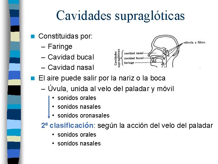 Cavidades supraglóticas Constituidas por: – Faringe – Cavidad bucal – Cavidad nasal n El