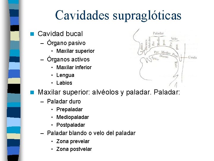 Cavidades supraglóticas n Cavidad bucal – Órgano pasivo • Maxilar superior – Órganos activos