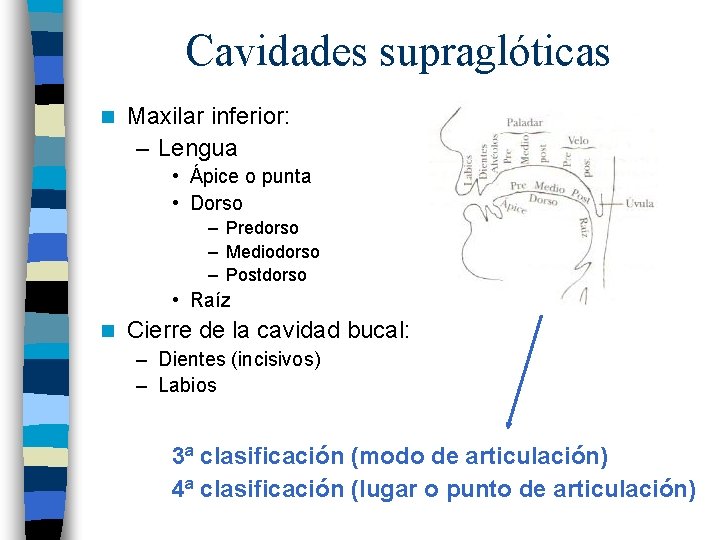 Cavidades supraglóticas n Maxilar inferior: – Lengua • Ápice o punta • Dorso –