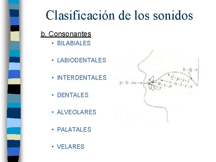 Clasificación de los sonidos b. Consonantes • BILABIALES • LABIODENTALES • INTERDENTALES • ALVEOLARES