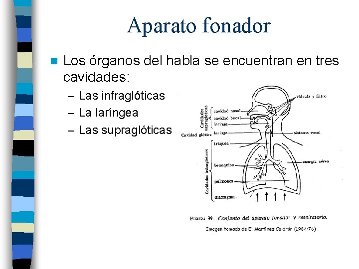 Aparato fonador n Los órganos del habla se encuentran en tres cavidades: – Las