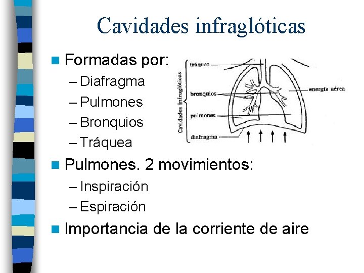 Cavidades infraglóticas n Formadas por: – Diafragma – Pulmones – Bronquios – Tráquea n