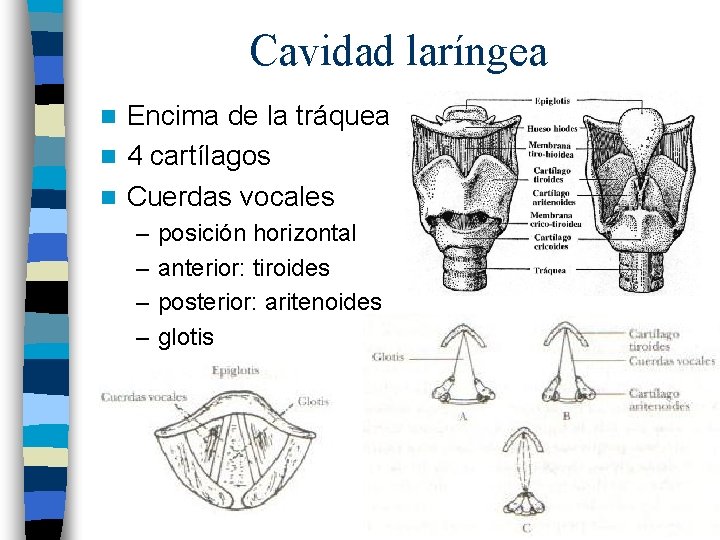 Cavidad laríngea Encima de la tráquea n 4 cartílagos n Cuerdas vocales n –