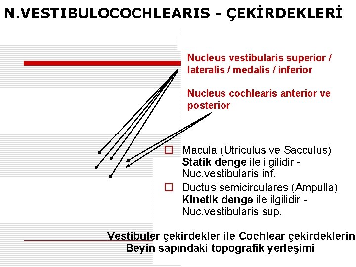 N. VESTIBULOCOCHLEARIS - ÇEKİRDEKLERİ Nucleus vestibularis superior / lateralis / medalis / inferior Nucleus