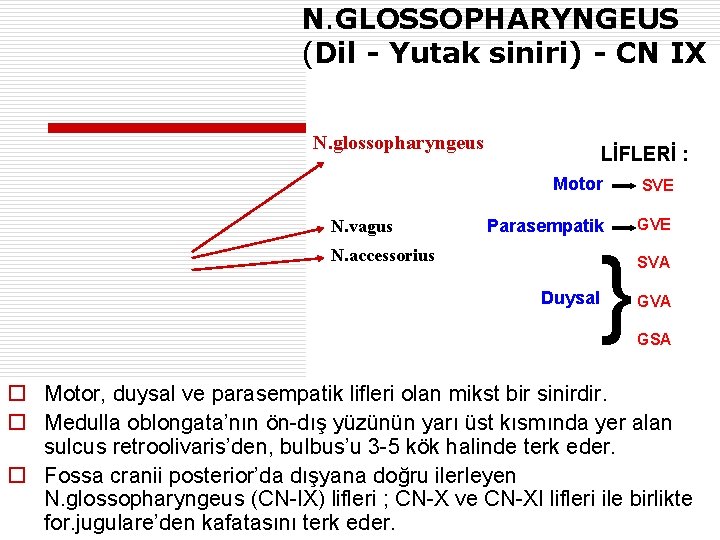 N. GLOSSOPHARYNGEUS (Dil - Yutak siniri) - CN IX N. glossopharyngeus N. vagus LİFLERİ