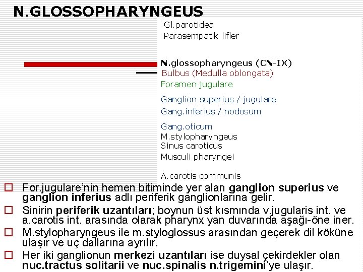 N. GLOSSOPHARYNGEUS Gl. parotidea Parasempatik lifler N. glossopharyngeus (CN-IX) Bulbus (Medulla oblongata) Foramen jugulare