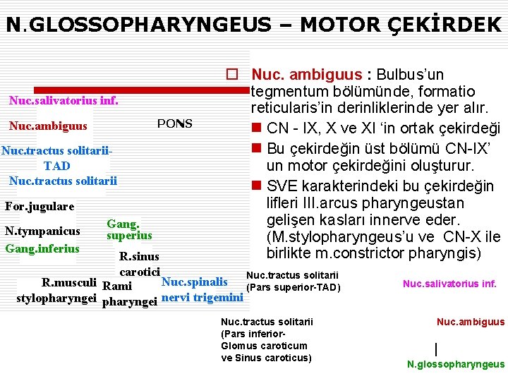 N. GLOSSOPHARYNGEUS – MOTOR ÇEKİRDEK Nuc. salivatorius inf. PONS Nuc. ambiguus Nuc. tractus solitarii.
