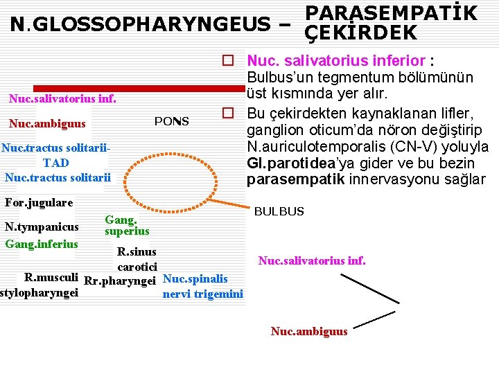 PARASEMPATİK N. GLOSSOPHARYNGEUS – ÇEKİRDEK Nuc. salivatorius inf. PONS Nuc. ambiguus Nuc. tractus solitarii.