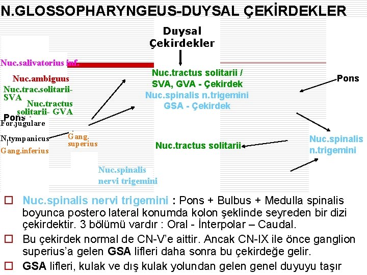 N. GLOSSOPHARYNGEUS-DUYSAL ÇEKİRDEKLER Duysal Çekirdekler Nuc. salivatorius inf. Nuc. ambiguus Nuc. trac. solitarii. SVA