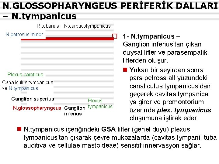 N. GLOSSOPHARYNGEUS PERİFERİK DALLARI – N. tympanicus R. tubarius N. caroticotympanicus N. petrosus minor