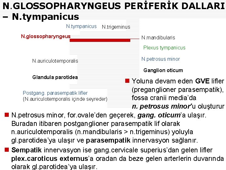 N. GLOSSOPHARYNGEUS PERİFERİK DALLARI – N. tympanicus N. glossopharyngeus N. trigeminus N. mandibularis Plexus