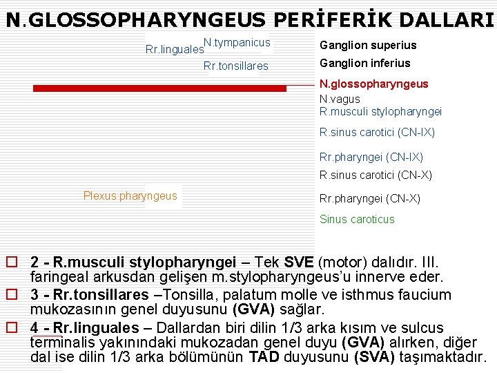 N. GLOSSOPHARYNGEUS PERİFERİK DALLARI N. tympanicus Rr. linguales Rr. tonsillares Ganglion superius Ganglion inferius